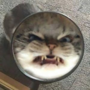 Meet your Posher, Rey